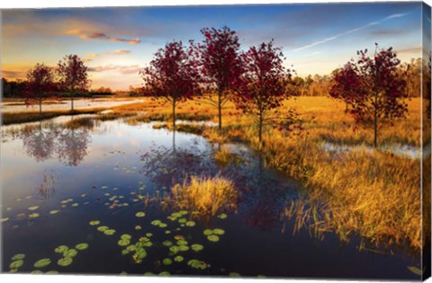 Framed Everglades at Dusk Print