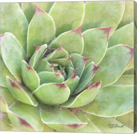 Framed Garden Succulents IV Color Print