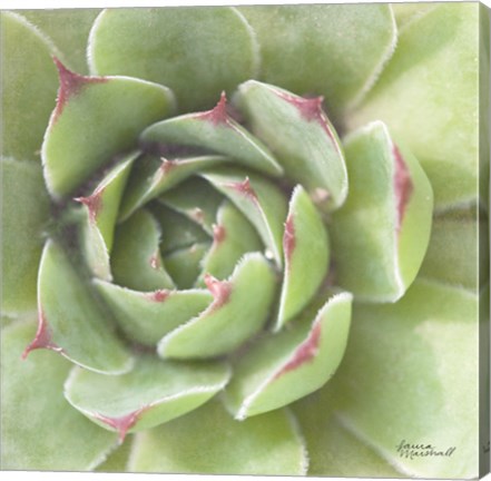 Framed Garden Succulents II Color Print