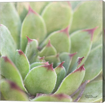 Framed Garden Succulents I Color Print