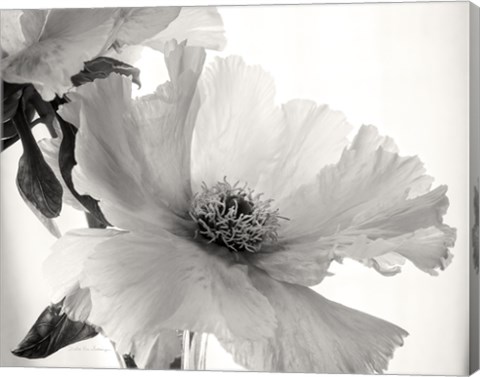 Framed Translucent Peony VI BW Print