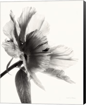 Framed Translucent Peony II BW Print