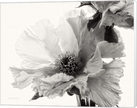 Framed Translucent Peony V BW Print