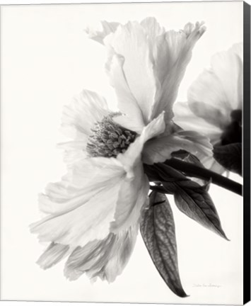 Framed Translucent Peony IV BW Print