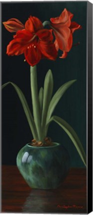 Framed Amarillys II Print