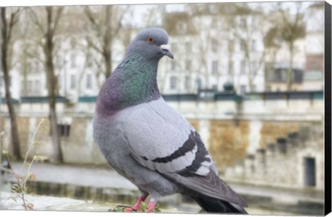 Framed Dove on Seine Quay Wall Print