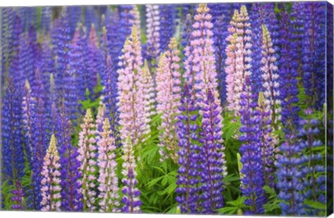 Framed Lupine Flowers Print