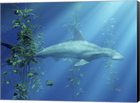 Framed Hammer Head Among The Seaweed Print