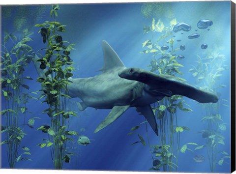 Framed Hammerhead Print