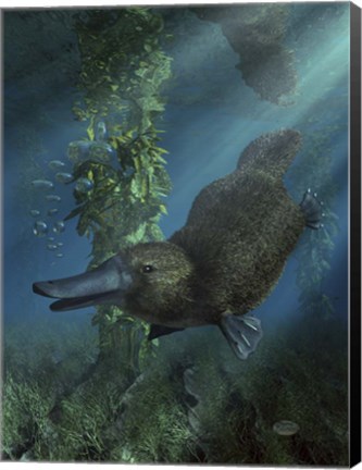 Framed Platypus Print