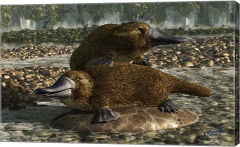 Framed Platypuses Print