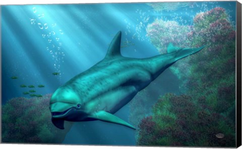 Framed Smiling Dolphin Print