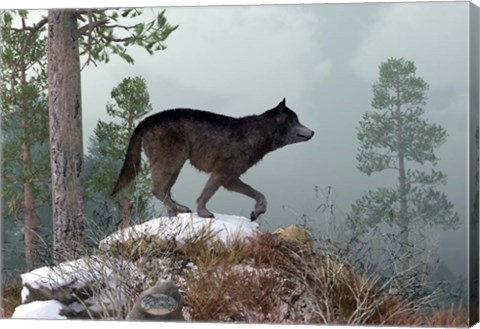 Framed Winter Wolf Print