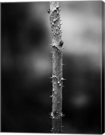 Framed Winter Thorns Print