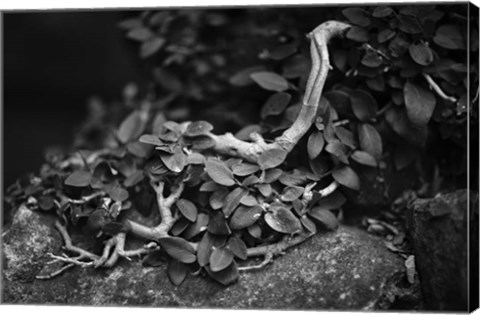 Framed Chanteuse Print