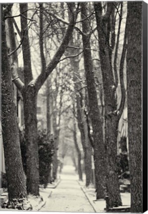 Framed Quince Street Print