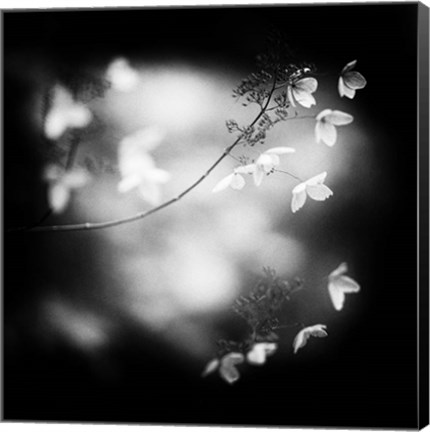 Framed Winter Flowers Print