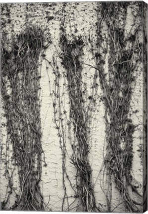 Framed Winter Vines On Stucco Print