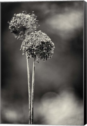 Framed Gris-Gris Print
