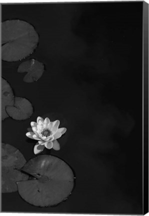 Framed In Camera Print