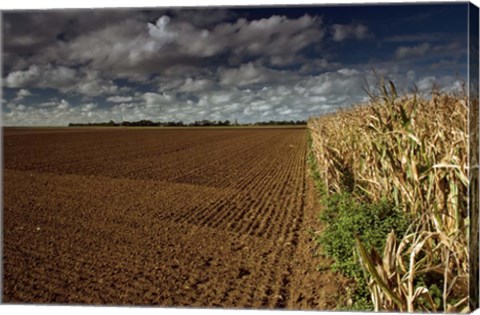 Framed Heliotropes Print