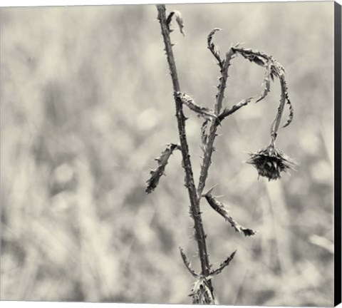 Framed Thistle Study Print