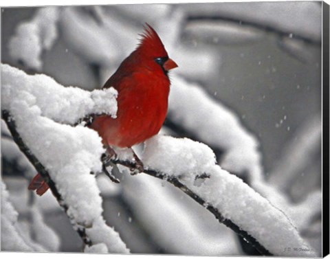 Framed Cardinal Print