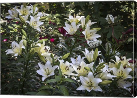 Framed Lilies Print
