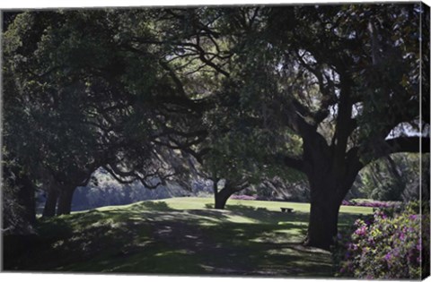 Framed Middleton Place 6, SC Print