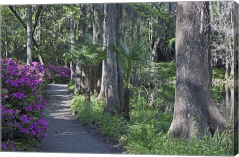Framed Middleton Place 8, SC Print