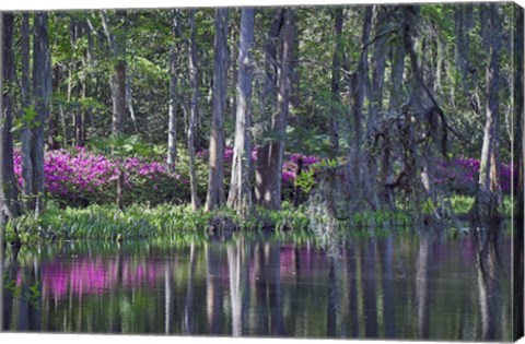 Framed Middleton Place 9, SC Print