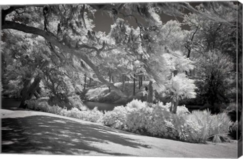 Framed Middleton Place 1 B&amp;W, SC Print