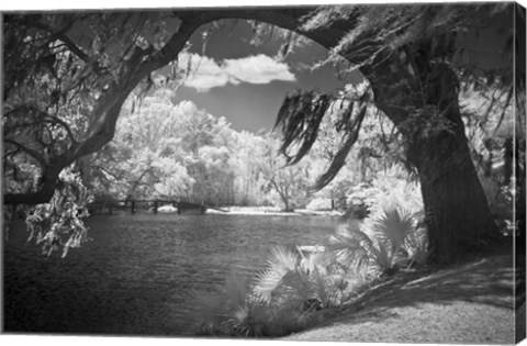 Framed Middleton Place 2 B&amp;W, SC Print