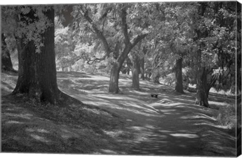 Framed Middleton Place 3 B&amp;W, SC Print
