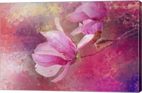 Framed Pink Tulip Magnolia Print