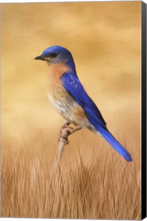 Framed Bluebird In The Grass Print