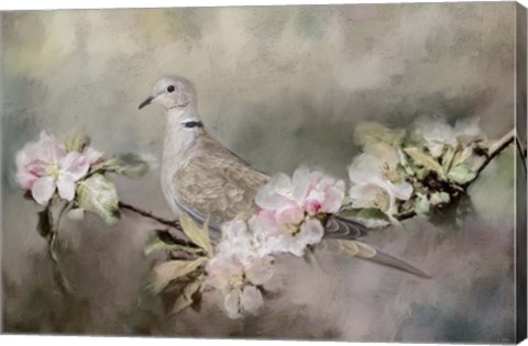 Framed Eurasian Dove In The Garden Print