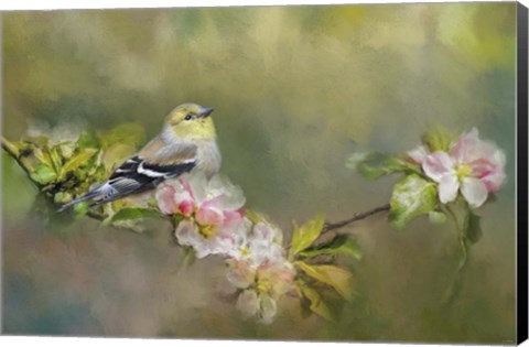 Framed Goldfinch In The Garden Print