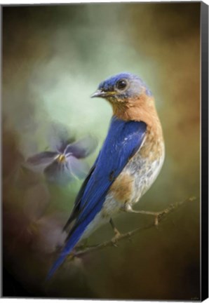 Framed Portait Of A Bluebird Print