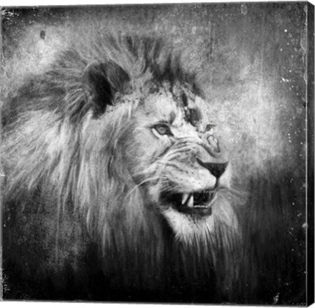 Framed Snarling In Black And White Print