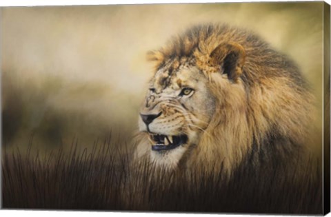 Framed Snarling Print