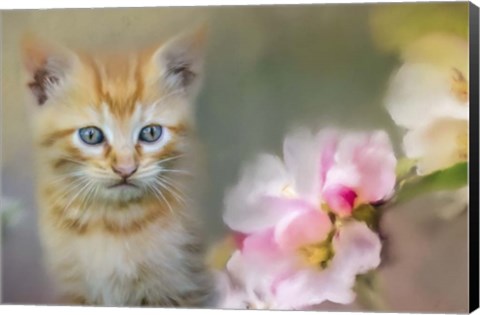 Framed Sweetness In A Small Package Print