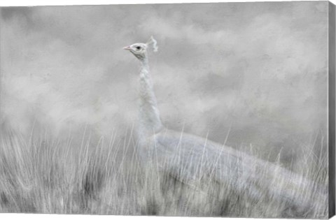 Framed White Beauty In The Field Print