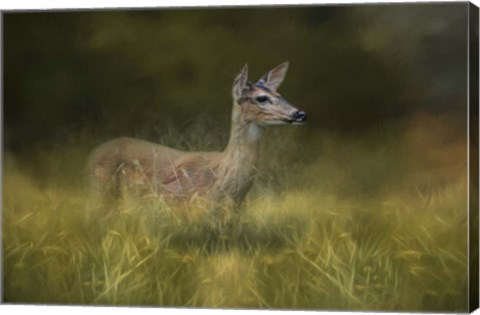 Framed Young Buck In The Meadow Print