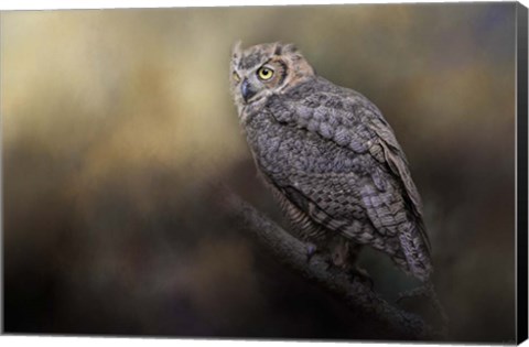 Framed Night With The Great Horned Owl 2 Print