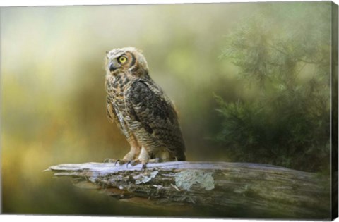 Framed Night With The Great Horned Owl 3 Print