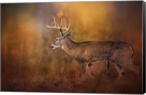 Framed Big Buck In Autumn Print