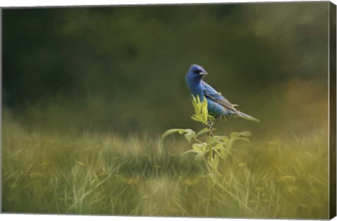 Framed Blue Gem In The Meadow Print