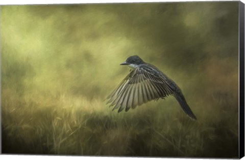 Framed Hovering Print