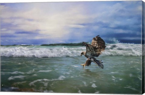 Framed Juvenile Eagle At Sea Print